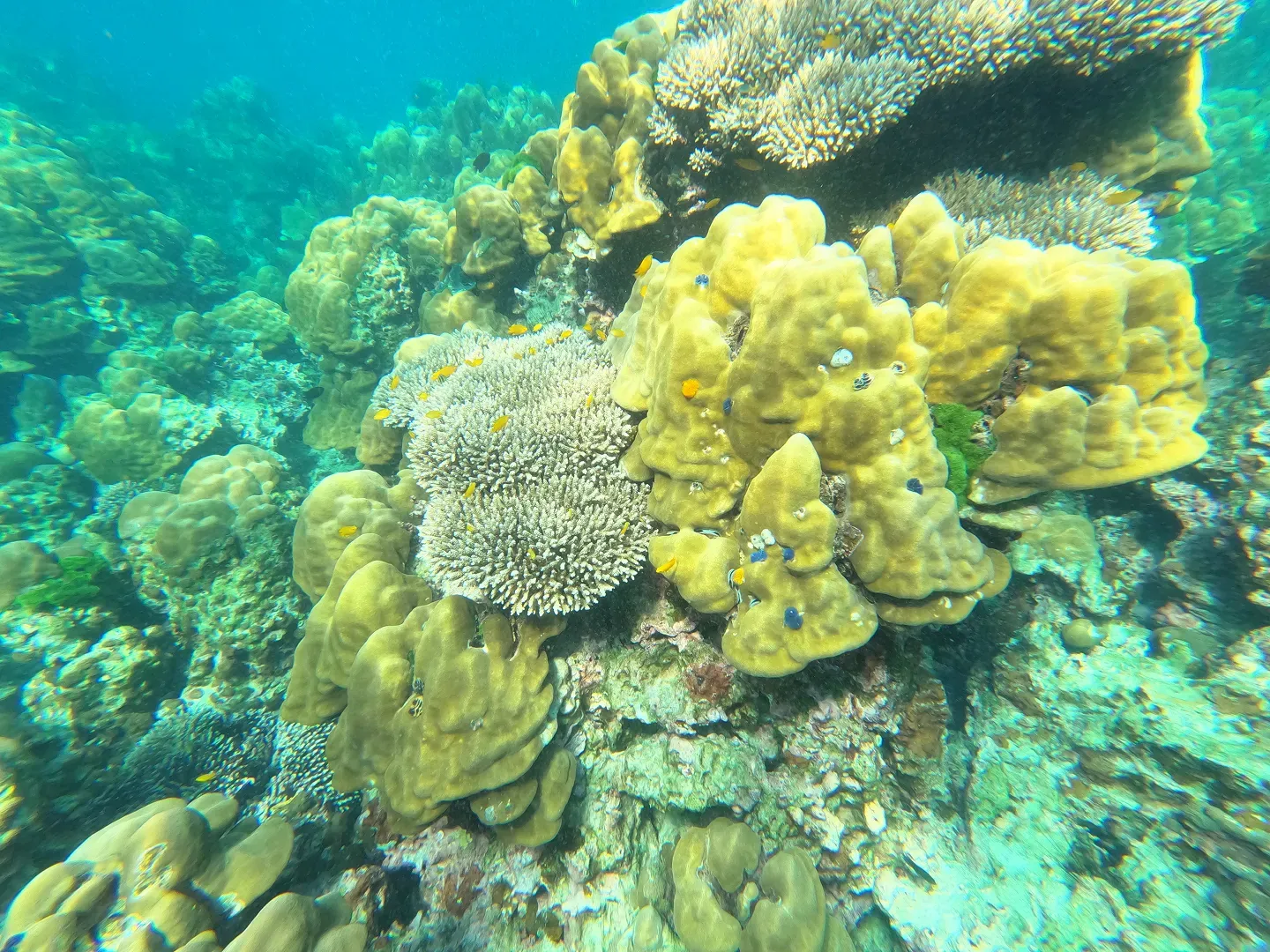 Koh Hong Early Bird + Krabi 4 Islands Snorkeli