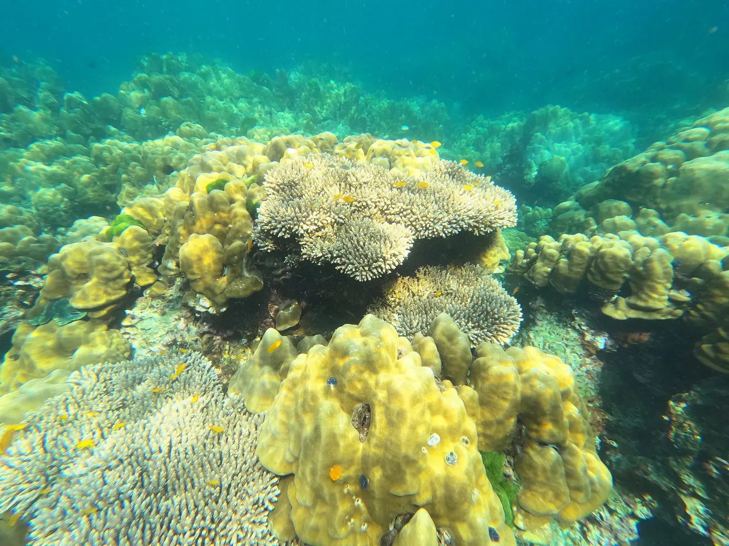 Koh Hong Early Bird + Krabi 4 Islands Snorkeling