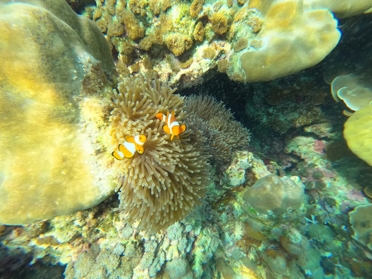 Koh Hong Early Bird + Krabi 4 Islands Snorkeling