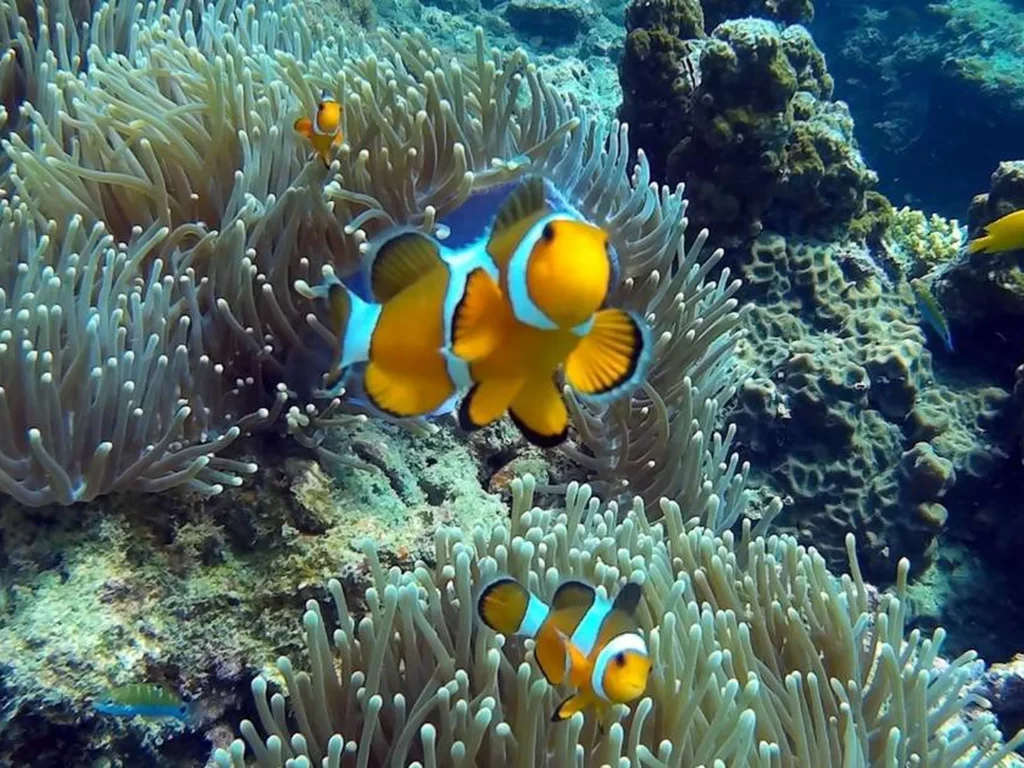 Phi Phi Island & 4 Islands Sunset Snorke