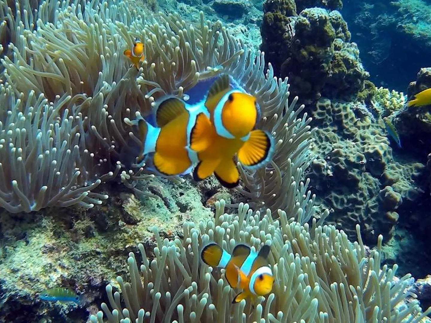 Phi Phi Island & 4 Islands Sunset Snorke