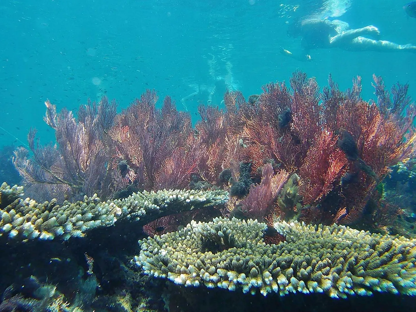 Phi Phi Island & 4 Islands Sunset Snorke