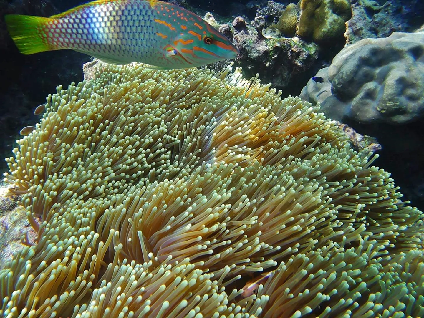 Phi Phi Island & 4 Islands Sunset Snorke