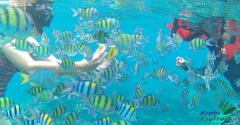 PRIVATE SPEED BOAT “PHI PHI ISLANDS” (9)